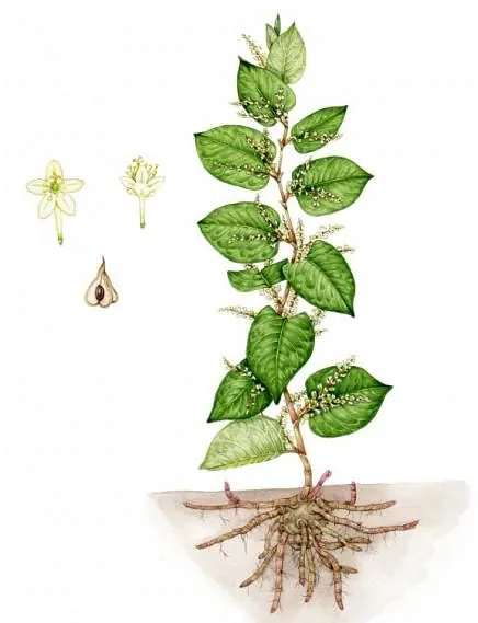 Pileurt - Basbjerg.dk